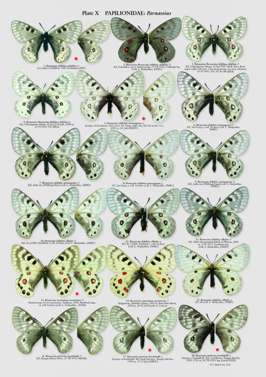 the butterflies of kazakhastan
