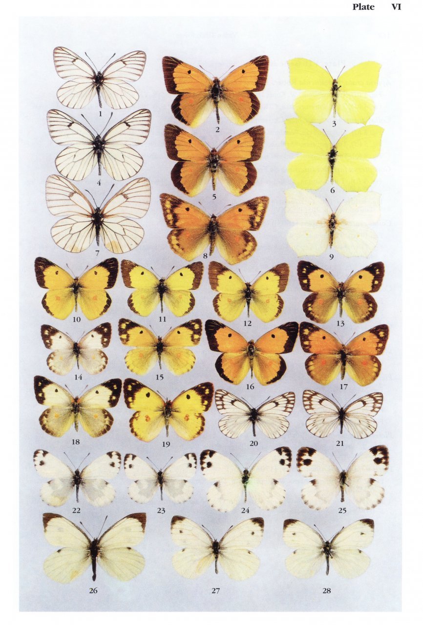 the butterflies of turkmenistan