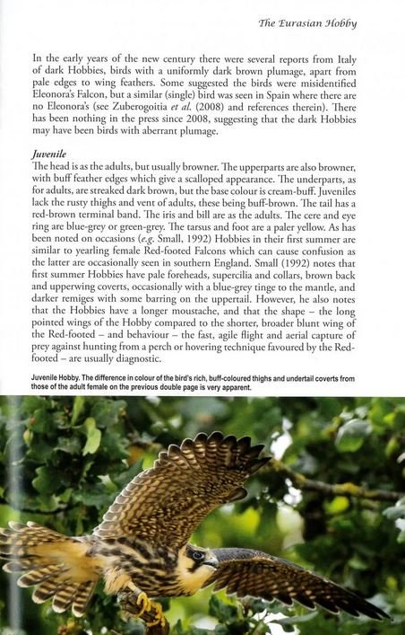 the eurasian hobby