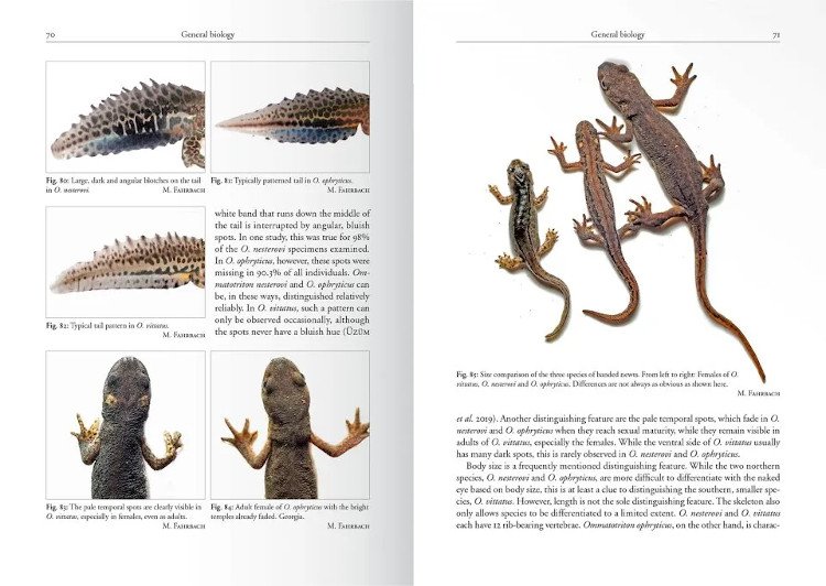 the genus ommatotriton