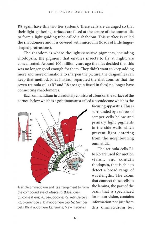 the inside out of flies