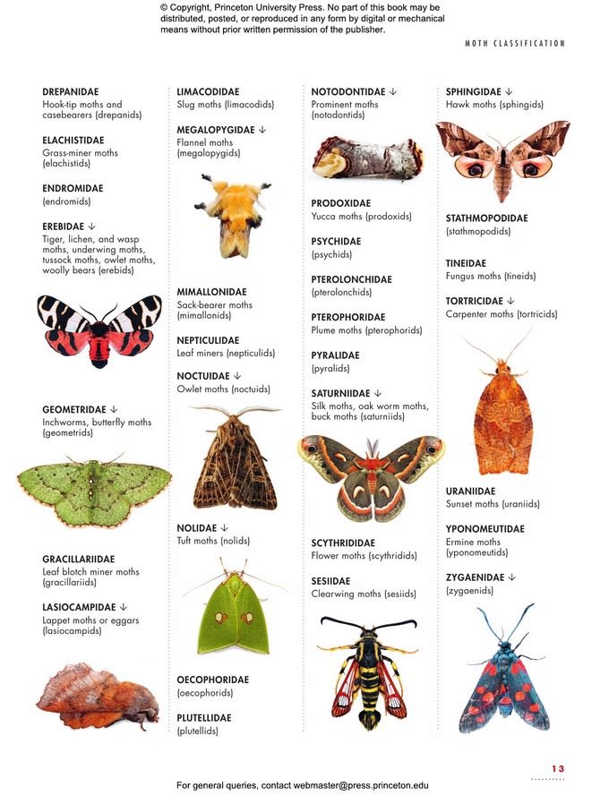the lives of moths. a natural history of our planet's moth life