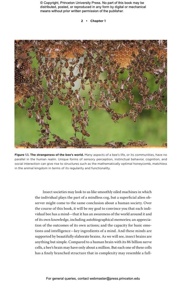 the mind of a bee
