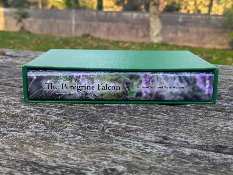 the peregrine falcon