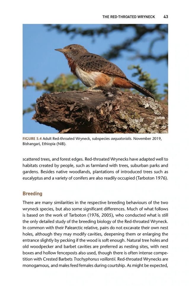 the wryneck biology, conservation and symbolism of jynx torquilla