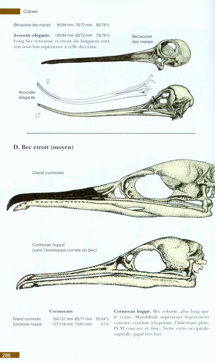 traces et indices d'oiseaux