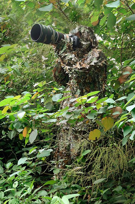tragopan traje camuflaje