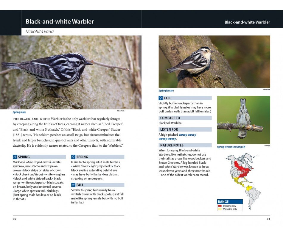warblers of eastern north america