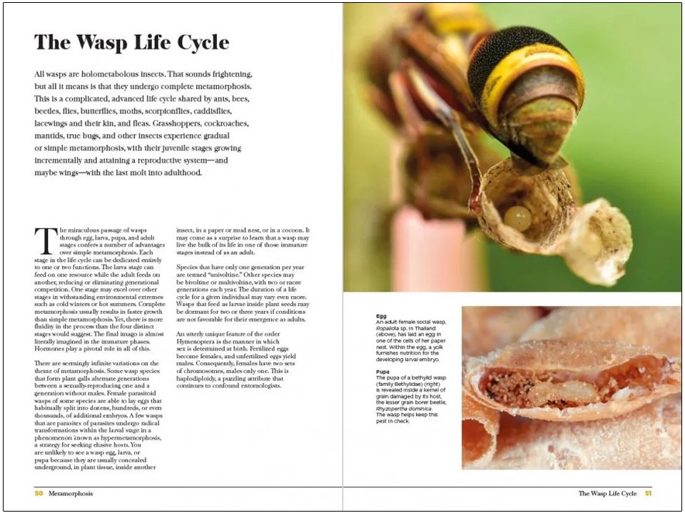 wasps. the astonishing diversity of a misunderstood insect