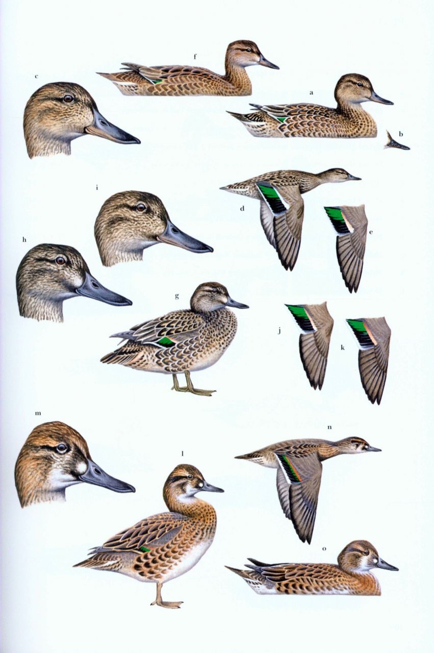 wildfowl of europe, asia and north america