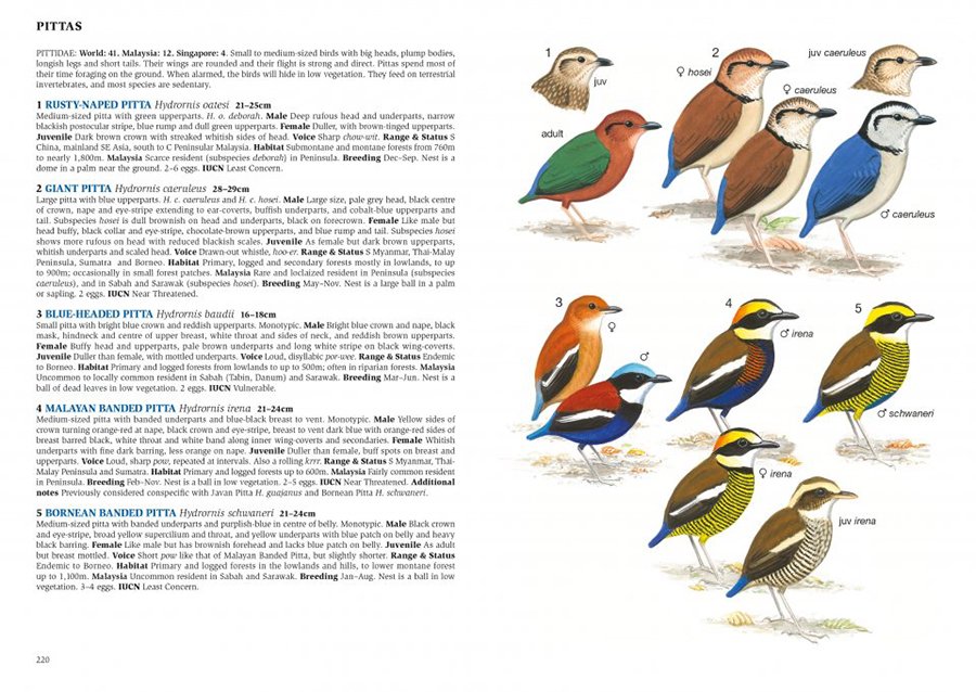 a field guide to the birds of malaysia & singapore