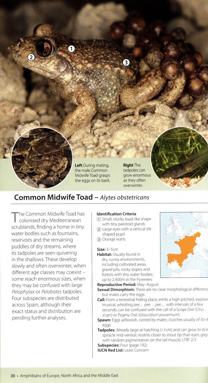 amphibians of europe, north africa & the middle east. a photographic guide