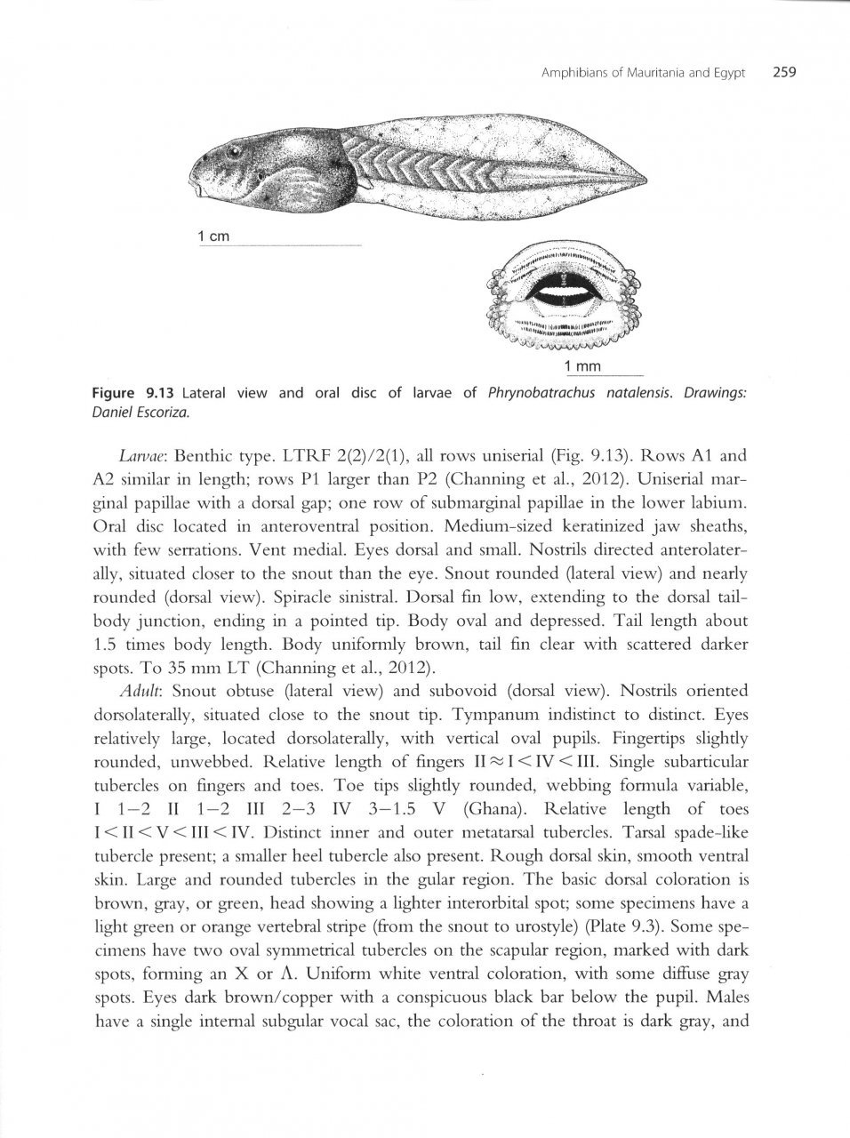 amphibians of north africa