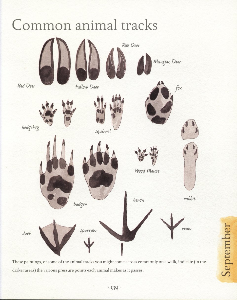 an illustrated country year. nature uncovered month by month