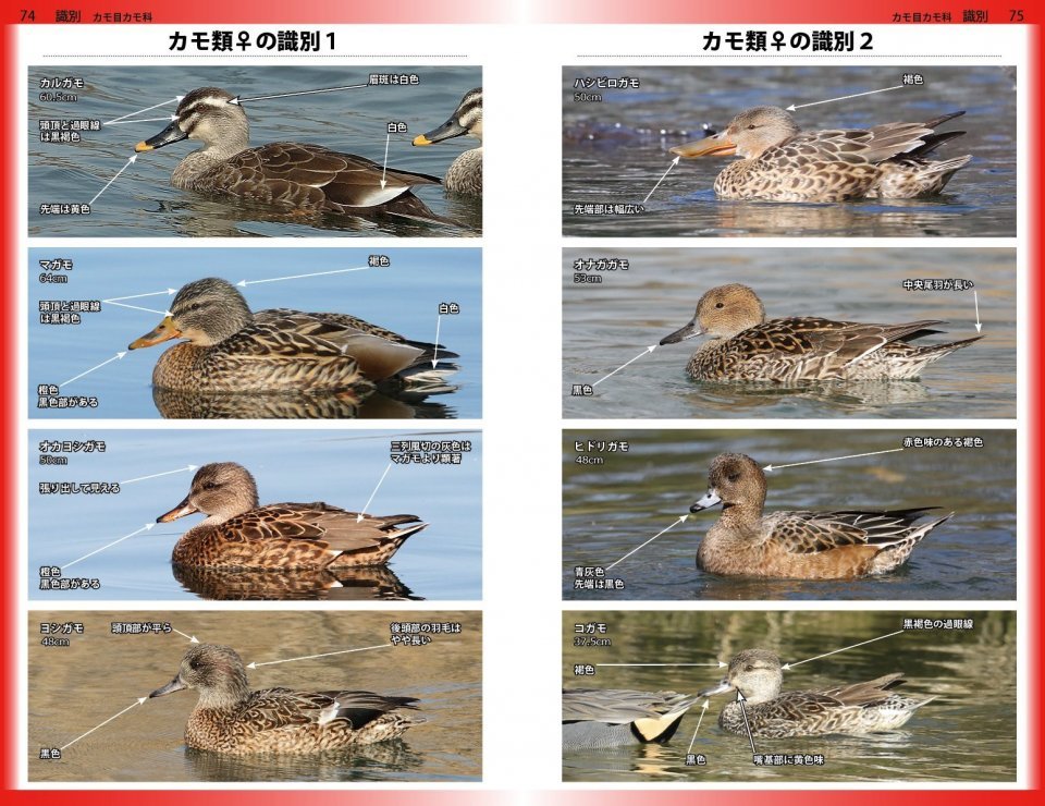 a photographic guide to the birds of japan and north-east asia