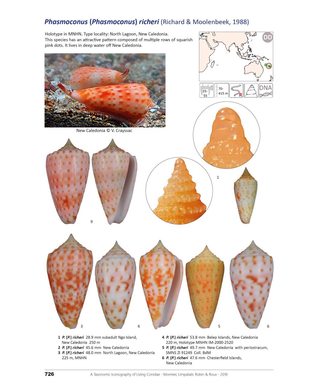 a taxonomic iconography of living conidae. volume 2