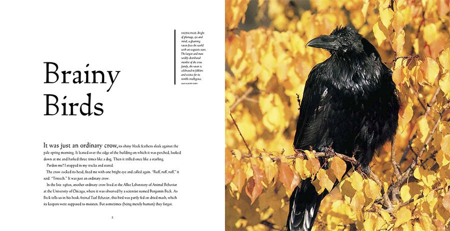 bird brains. the intelligence of crows, ravens, magpies and jays