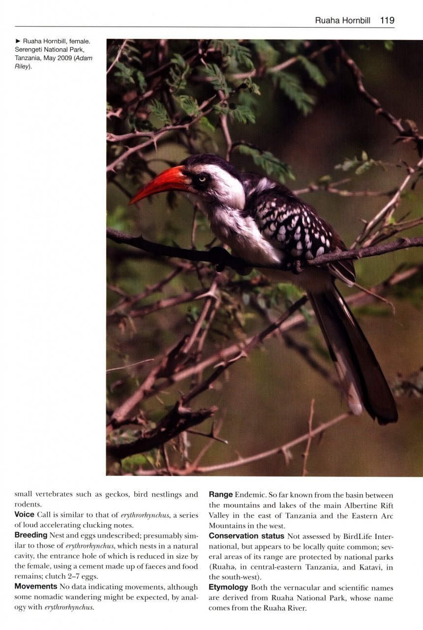 birds new to science: 50 years of avian discoveries