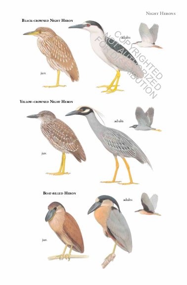birds of costa rica. princeton field guides