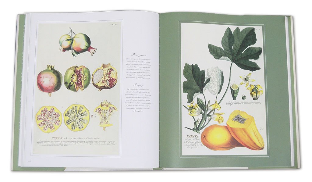 botanical art. from renaissance herbaria to the 19th century