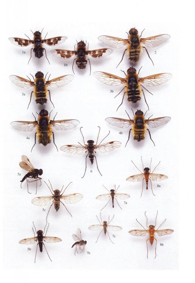 british soldierflies and their allies