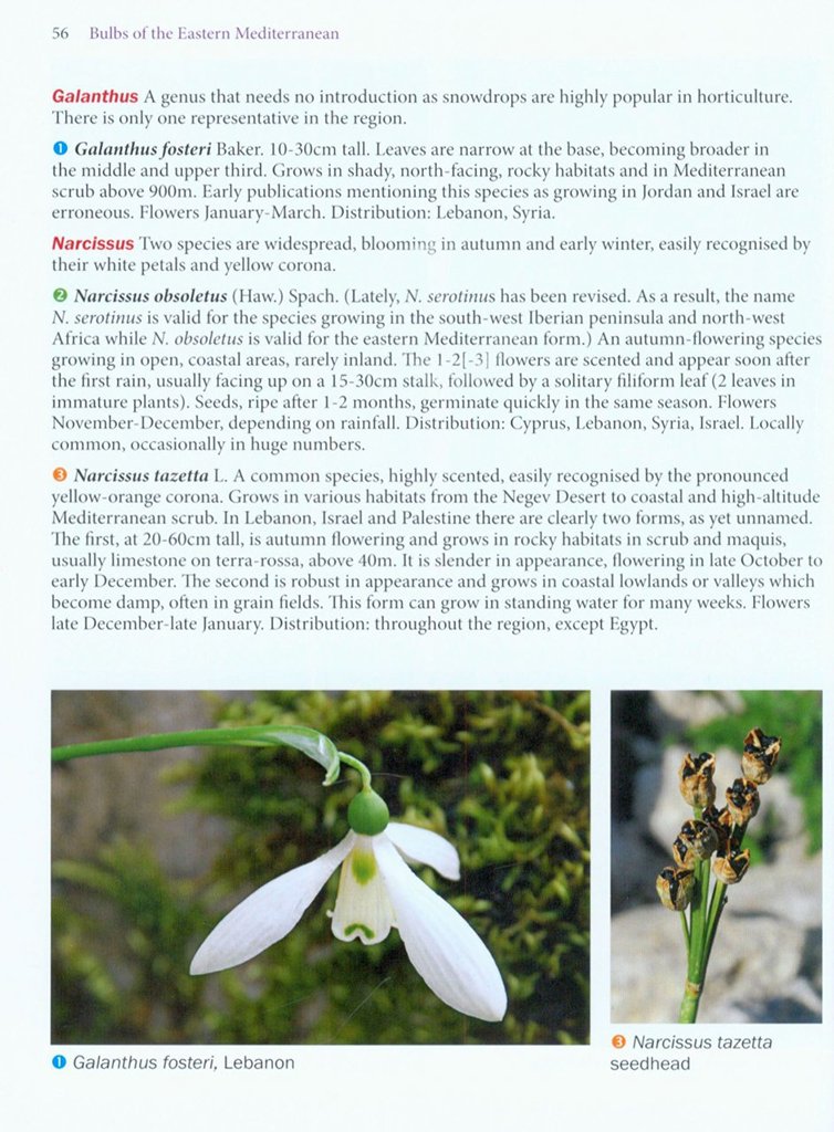 bulbs of the eastern mediterranean