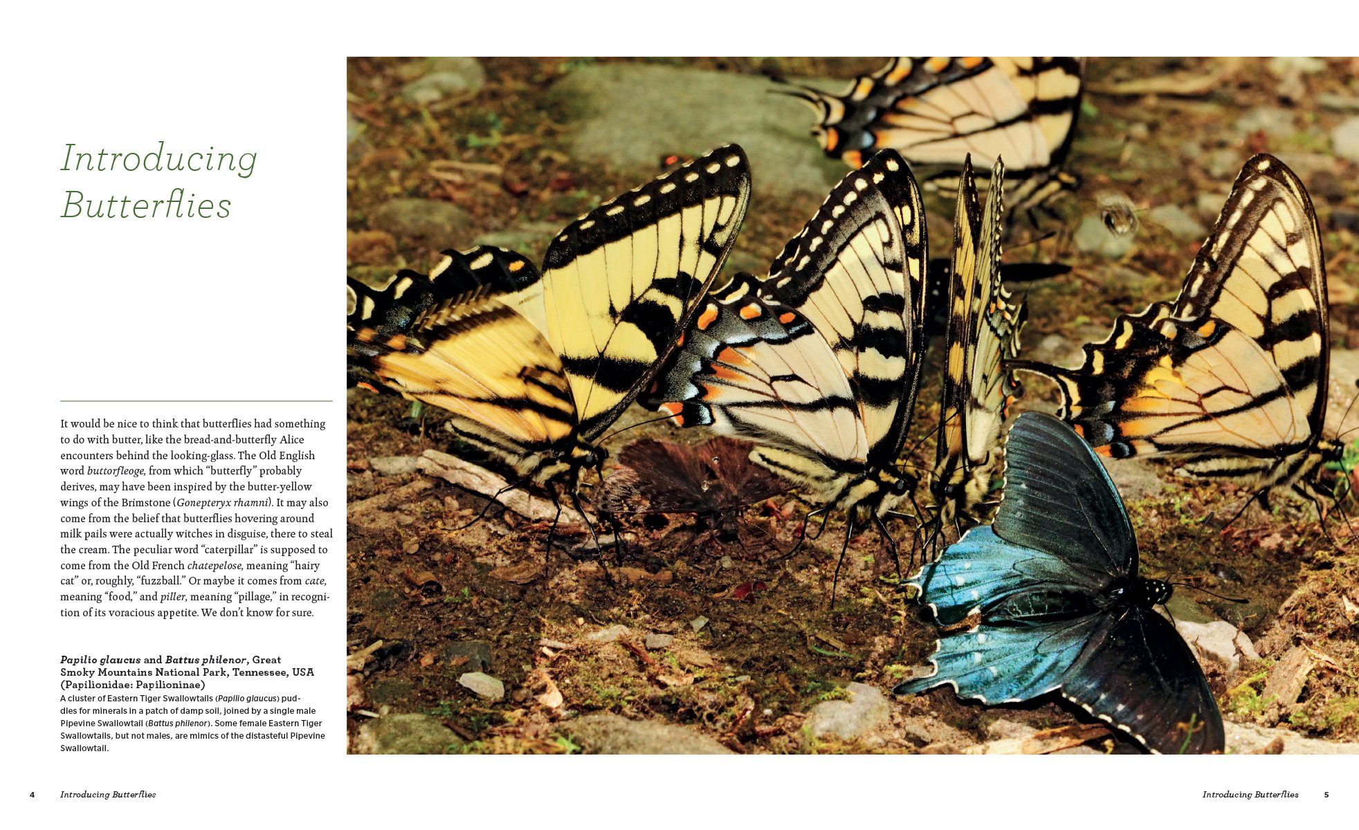 butterflies. their natural history and diversity