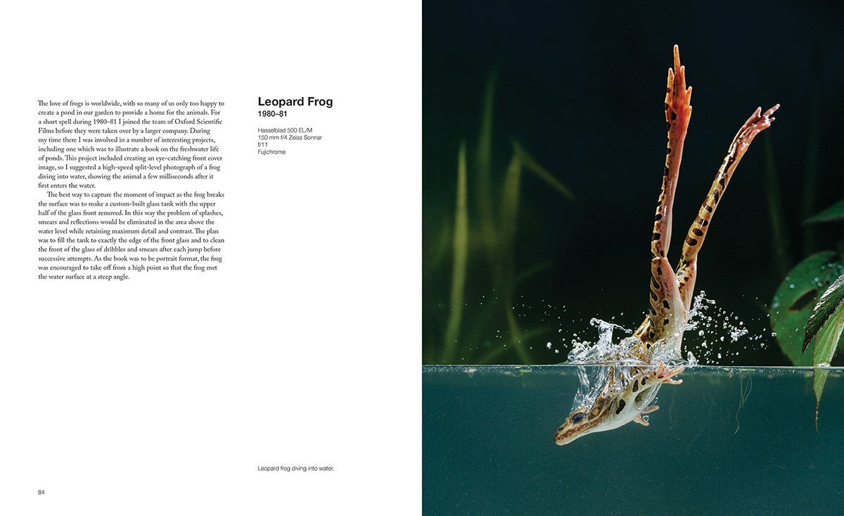capturing motion: my life in high speed nature photography