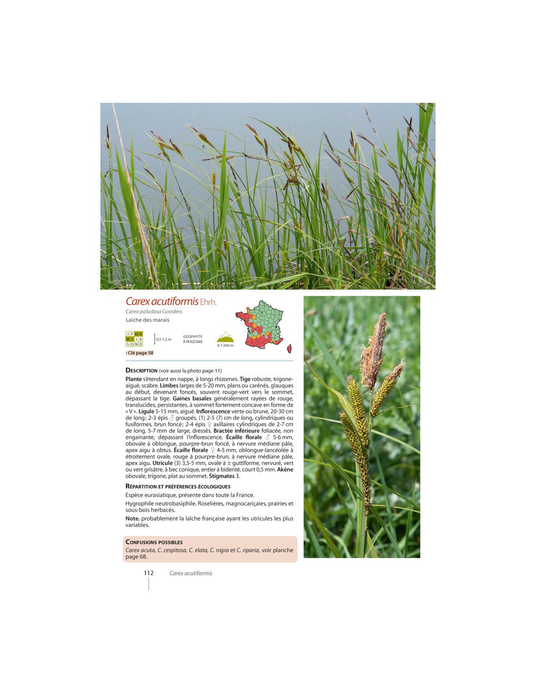 carex de france