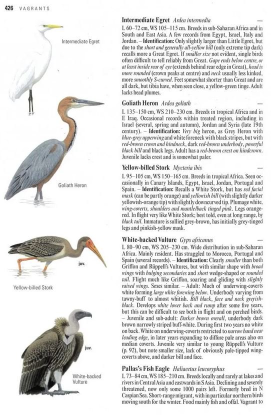 collins bird guide. the most complete guide to the birds of britain and europe