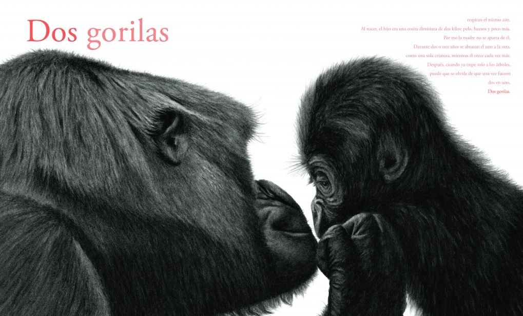 contar leones