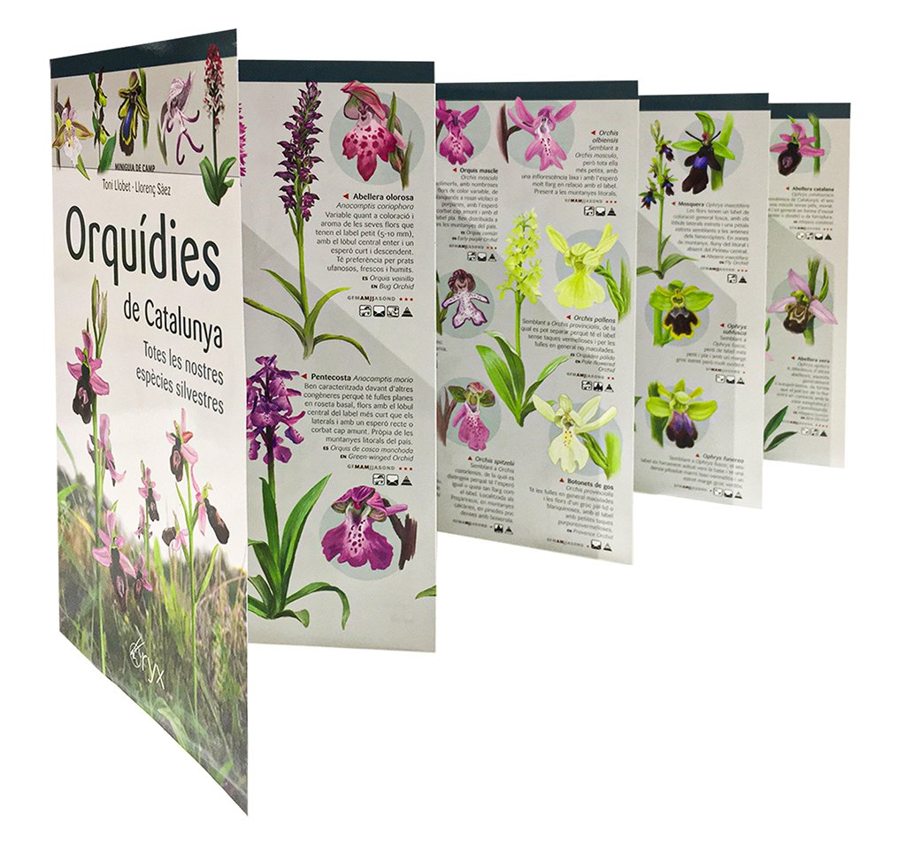orqudies de catalunya. totes les nostres espcies silvestres. miniguia de camp