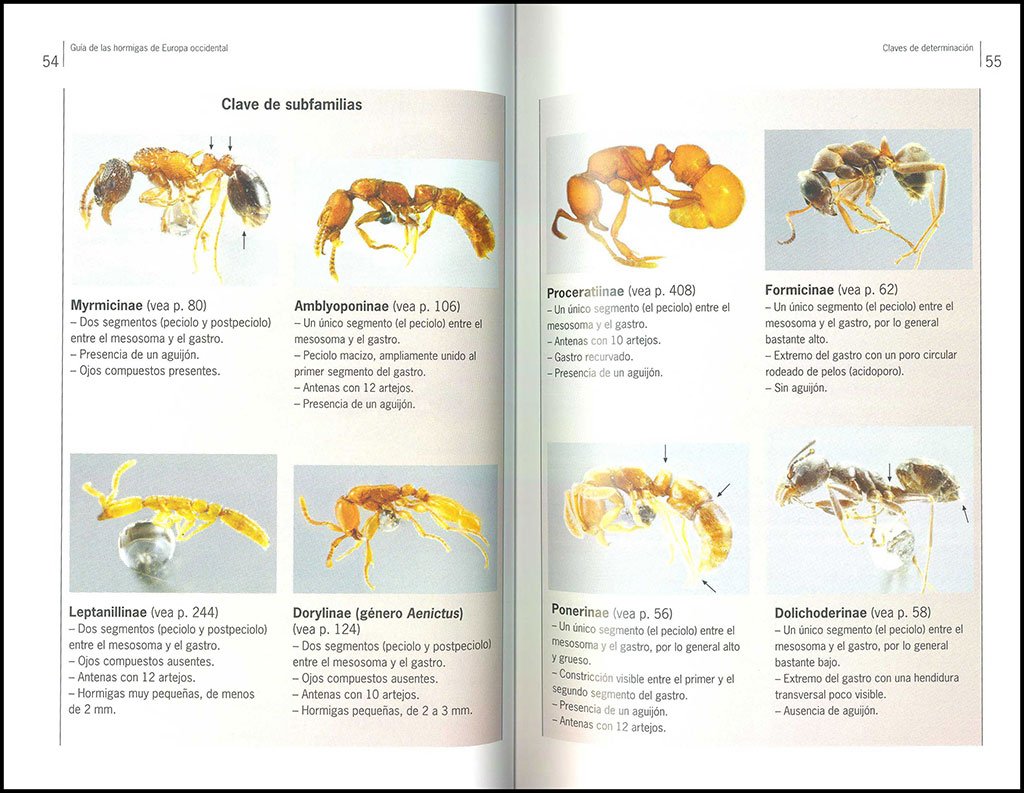 gua de campo de las hormigas de europa occidental. nueva generacin de guas de campo