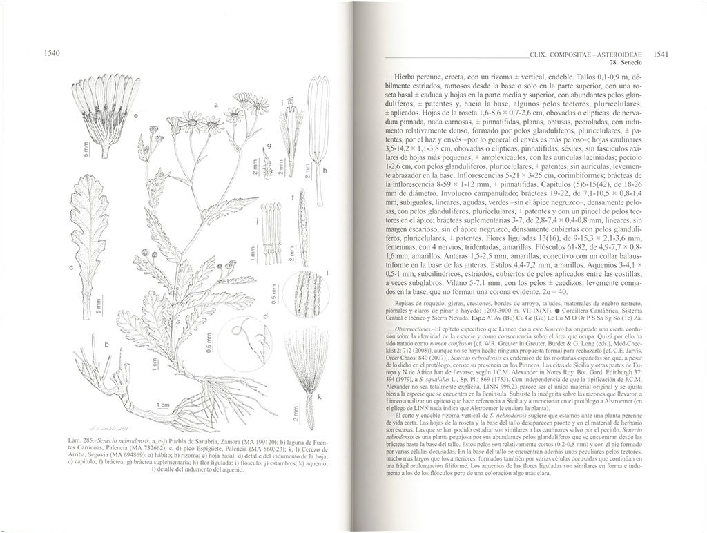 flora ibrica. vol. xvi (iii) compositae (partim)