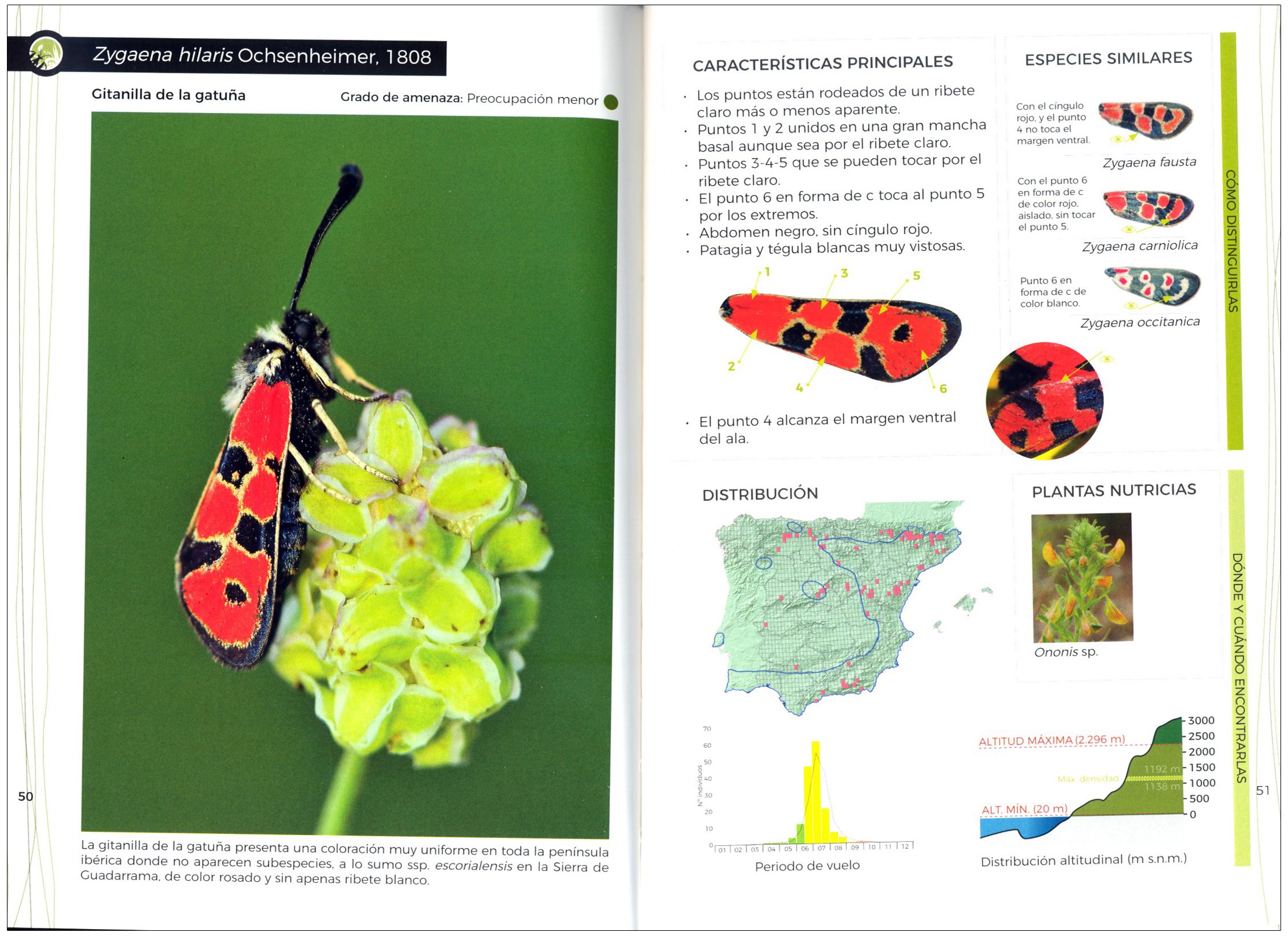 gua de identificacin de las gitanillas ibricas (zygaena)