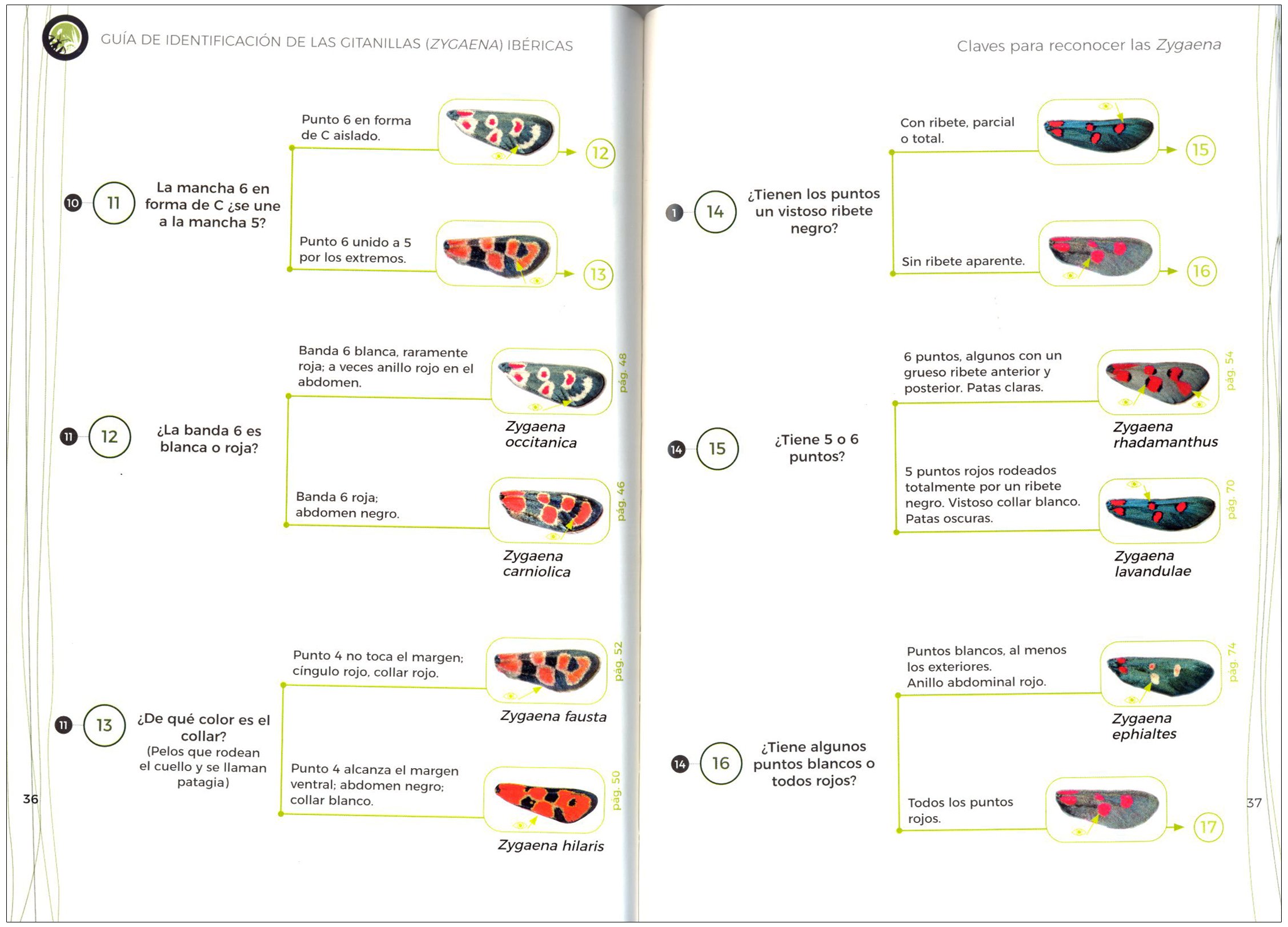gua de identificacin de las gitanillas ibricas (zygaena)