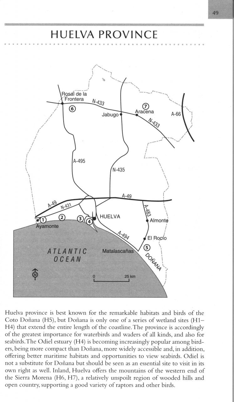 where to watch birds in southern & western spain. andaluca, extremadura & gibraltar