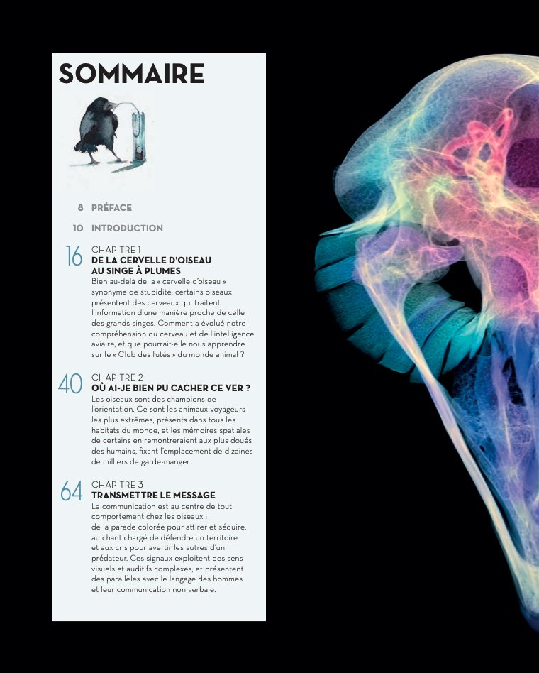 l'tonnante intelligence des oiseaux