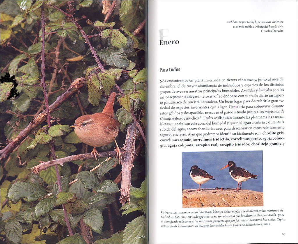 cundo y dnde ver aves en cantabria. propuestas mes a mes para familias, aficionados y expertos