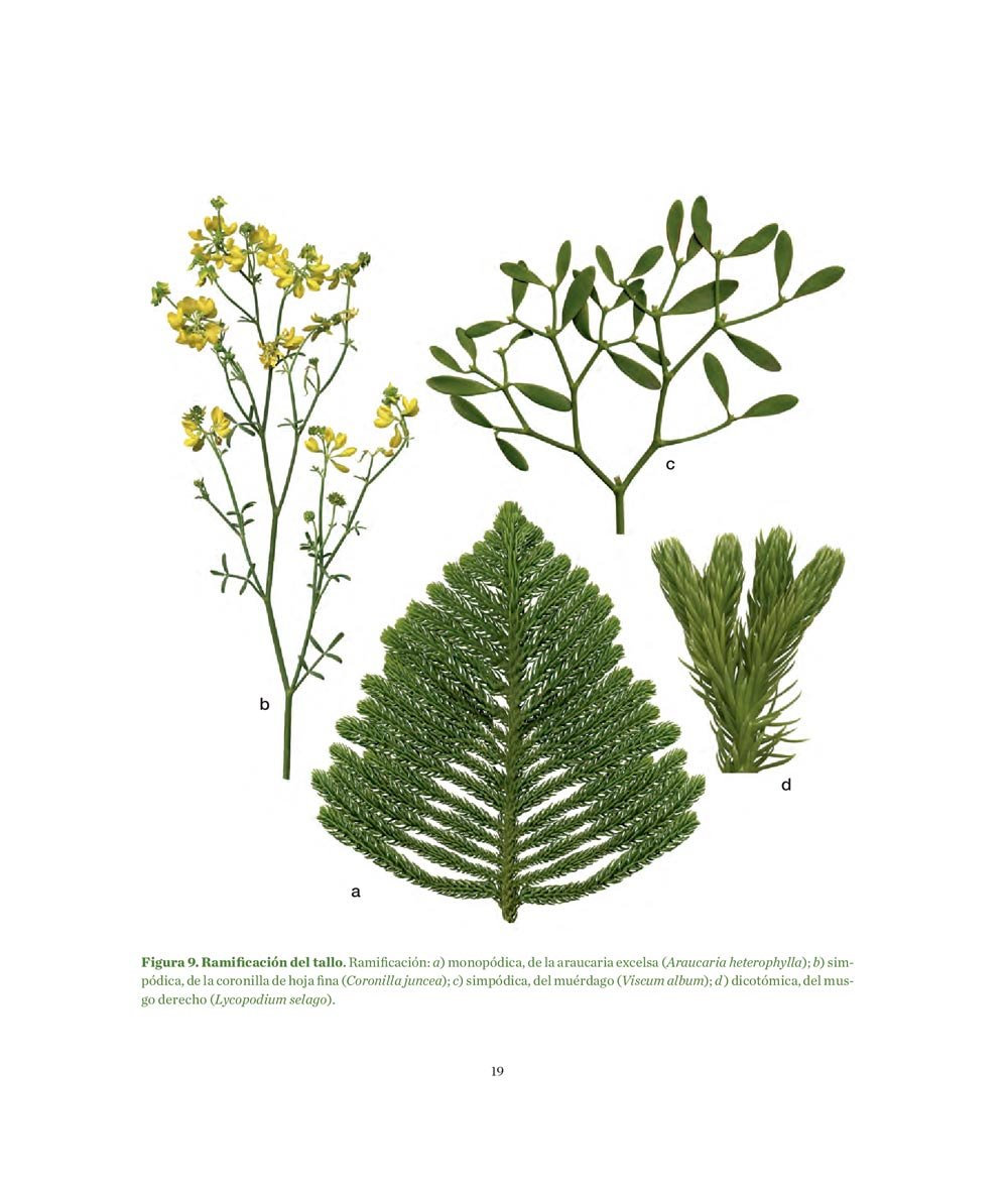 manual prctico de botnica. morfologa de las plantas vasculares