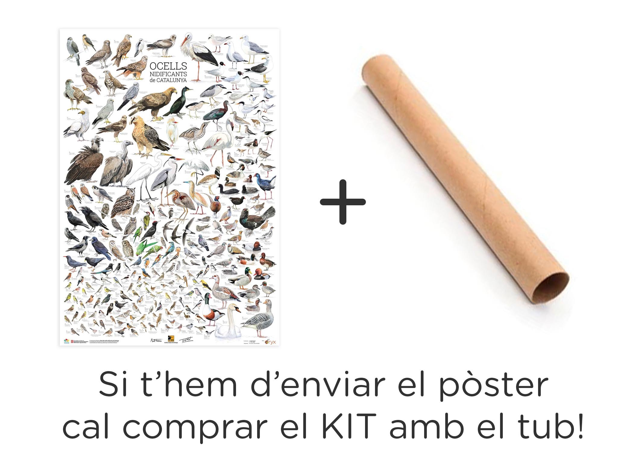 pster ocells nidificants de catalunya