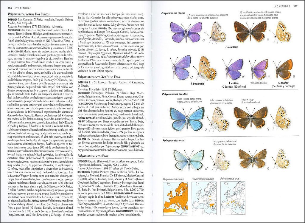 mariposas de espaa y europa