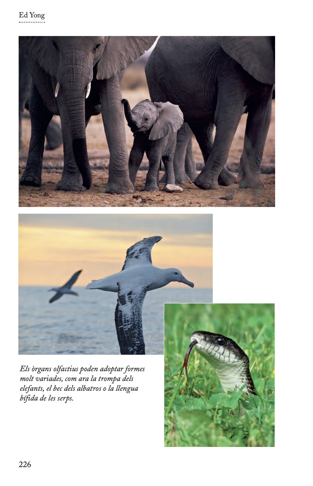 un mn immens. els sentits dels animals revelen els regnes ocults que ens envolten