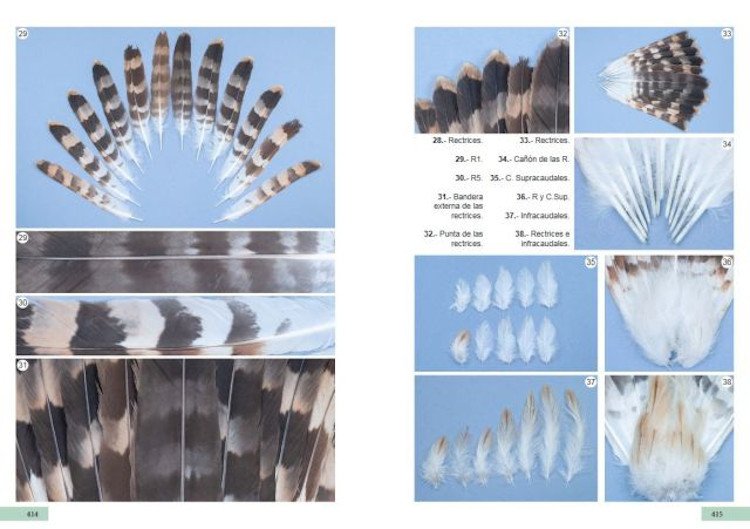 gua de identificacin de las plumas de las rapaces diurnas de la pennsula ibrica, baleares y canarias