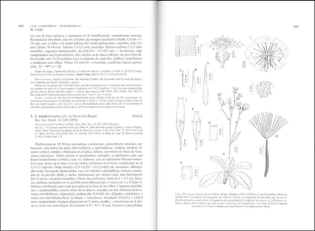 flora ibrica. vol. xvi (ii) compositae (partim)