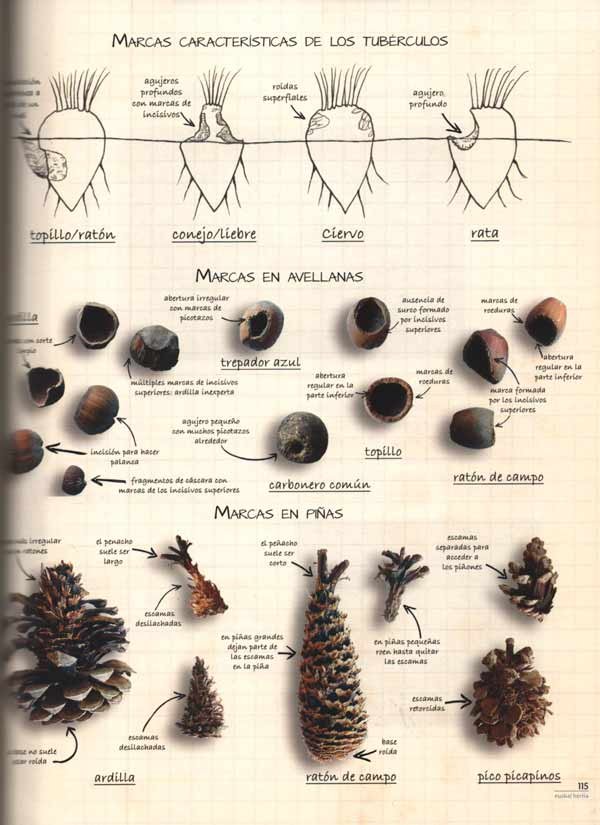 gua de huellas, seales y rastros de animales