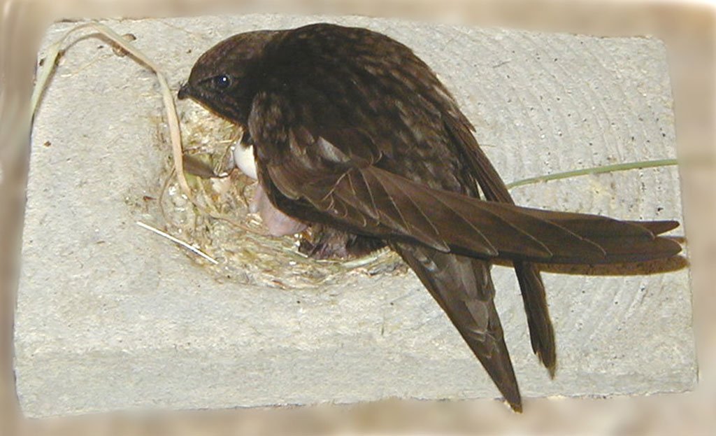 cubeta para nido de vencejo de hormign de madera
