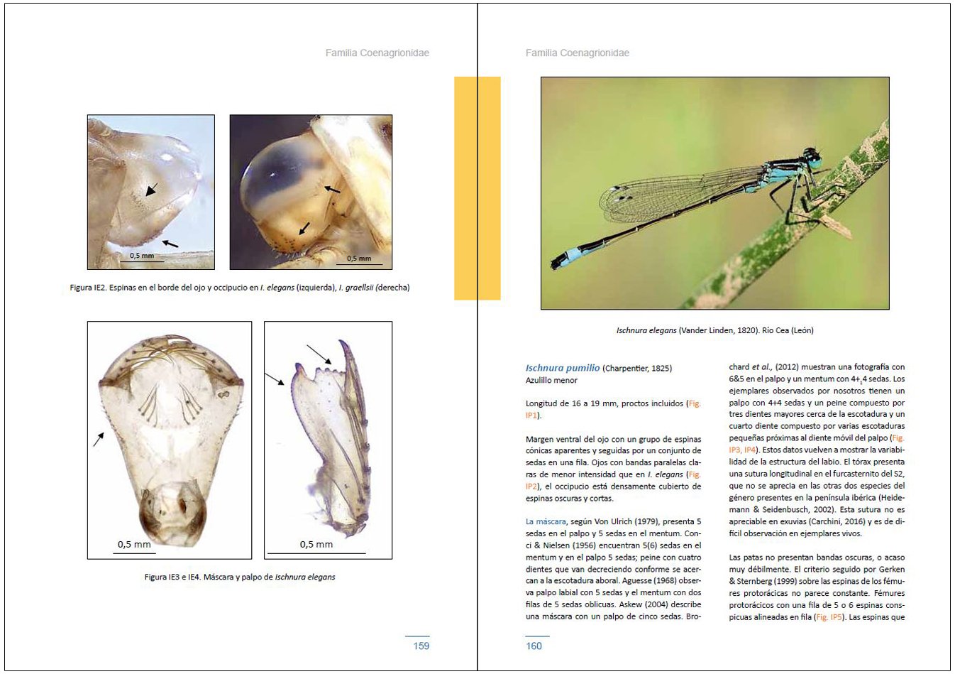 larvas de liblulas en la pennsula ibrica