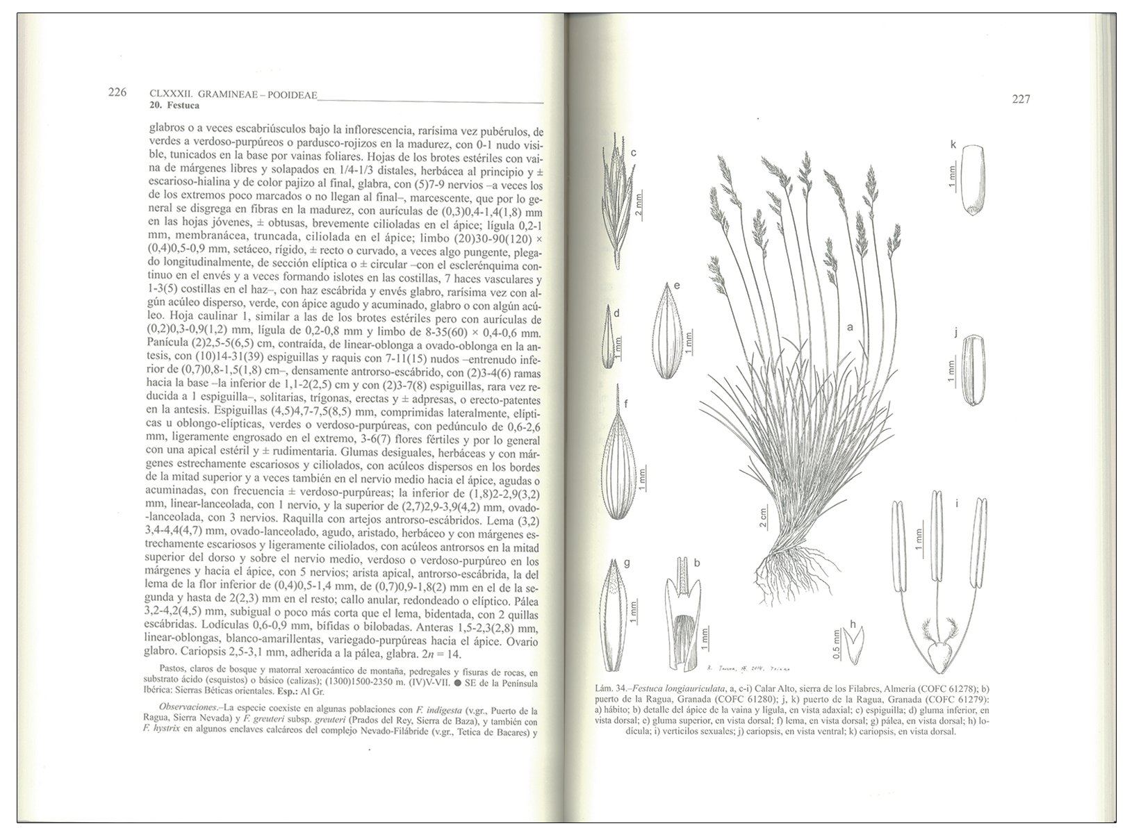 flora ibrica. vol. xix gramineae (partim 1)