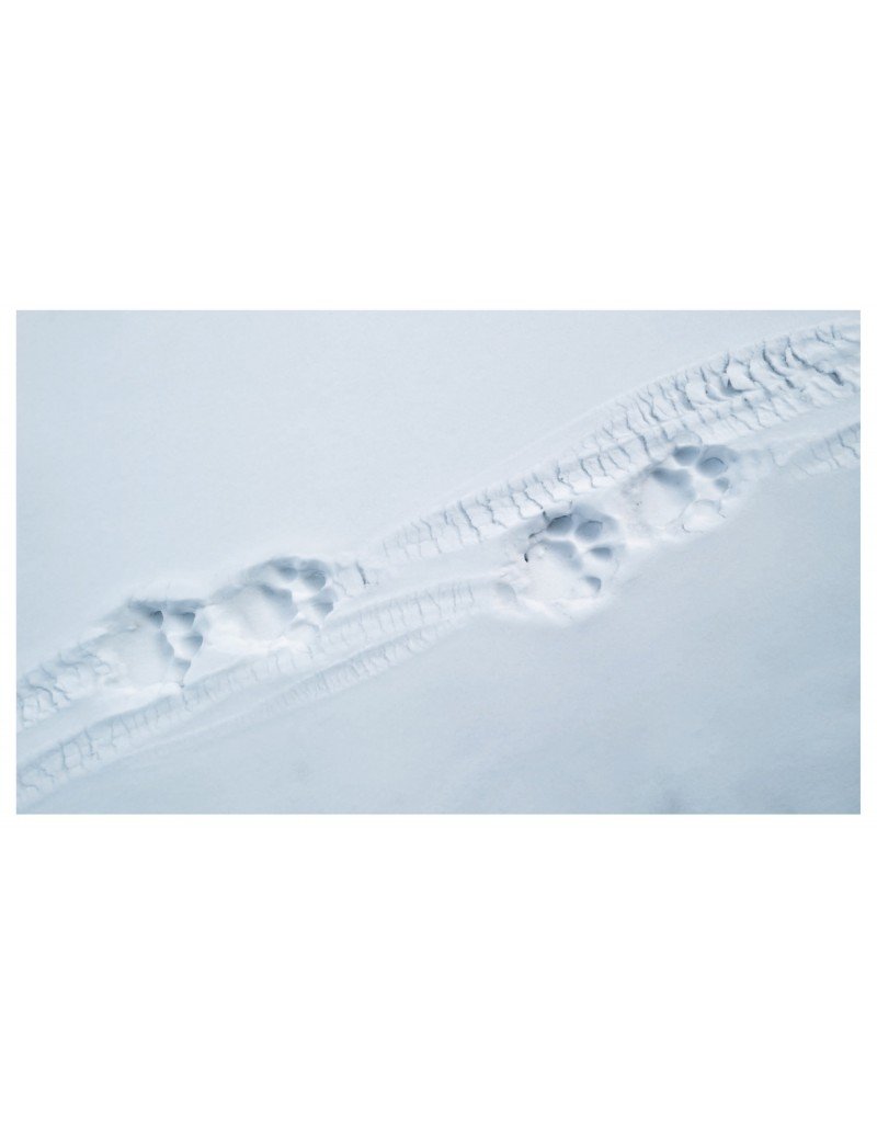 tibet, en harmonie avec la panthre des neiges